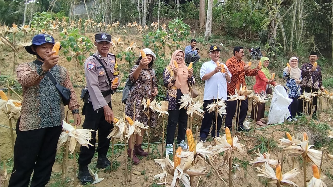 PANEN JAGUNG DALAM MONEV BKK DANA KEISTIMEWAAN DIY DI KALURAHAN KALIREJO